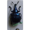 Byctiscus betulae (Linnaeus, 1758) Tutkarz cygarowiec, zdobnik brzozowiec